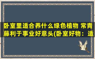 卧室里适合养什么绿色植物 常青藤利于事业好意头(卧室好物：适合养在卧室的绿色植物，常青藤带来好事业)